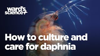 Caring and Culturing for Daphnia [upl. by Renita235]