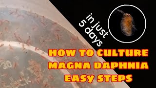 How to Culture Magna Daphnia Easily [upl. by Grady]