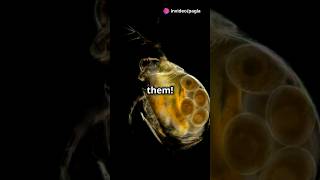 How to culture Daphnia for your Aquarium [upl. by Mapel]