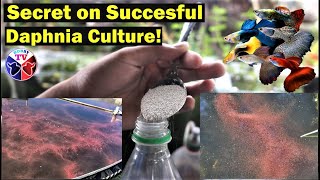 How to Culture Daphnia Successfully [upl. by Ellicott]