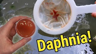 How I Culture Daphnia In Outdoor Tubs [upl. by Gnen]