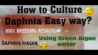 Daphnia MagnaHow to Culture Daphnia Easy wayCulturing Daphnia using Green water Daphnia [upl. by Pessa]