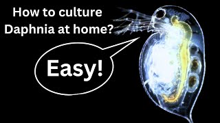 BEST Live Fish Food Beginner guide How to Culture Daphnia at home [upl. by Ladonna777]