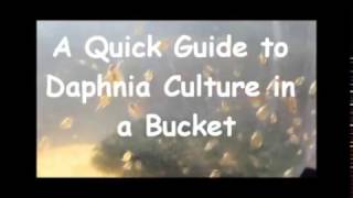 How to culture daphnia outside [upl. by Iclehc]