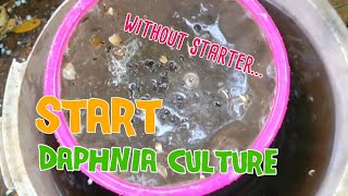 How to culture daphnia moina the easy way 1  Starting the Daphnia culture [upl. by Nohsal519]