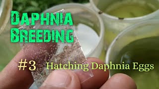 Daphnia Culture made simple and easy 3  Hatching Daphnia eggs [upl. by Sanfourd]