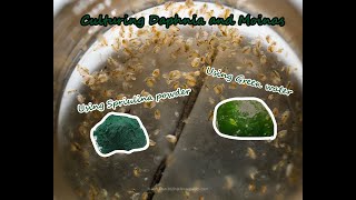 How To Culture Daphnia and Moinas using Green Water Spirulina powder [upl. by Findley]