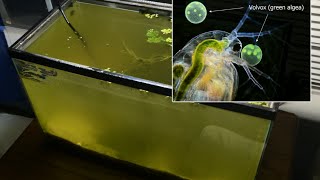 Raising Daphnia for the Freshwater Aquarium [upl. by Halimaj]