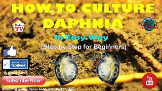 HOW TO CULTURE DAPHNIA In Easy Way [upl. by Durno]